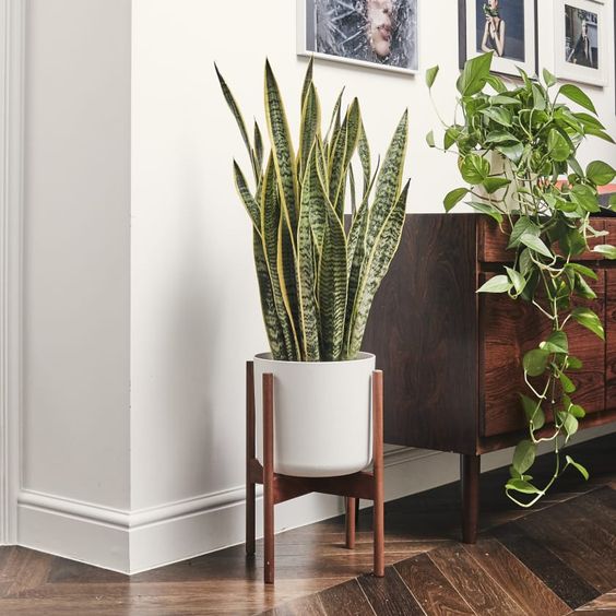 SANSEVIERIA TRIFASCIATA