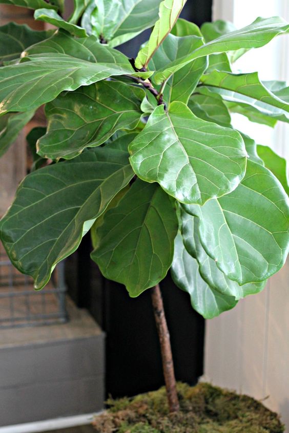 FIDDLE LEAF FIG